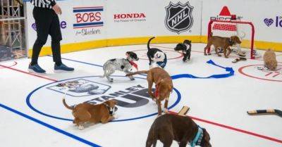 Kelby Vera - NHL Pairs This Year's Championships With The First-Ever 'Stanley Pup' - huffpost.com - county Alexander