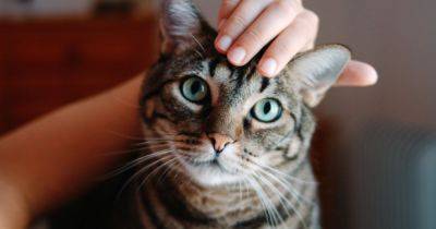Turns Out, Cats Like When You Use A 'Baby Voice'