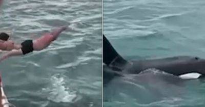 Hilary Hanson - 'Idiotic' Man Who Tried To 'Body Slam' Orca Gets Hit With Fine - huffpost.com - New Zealand