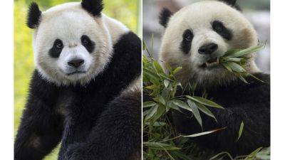The Panda Party is back on as giant pandas will return to Washington’s National Zoo by year’s end - apnews.com - Usa - China - Washington - city Washington - Taiwan