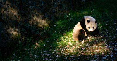 Xi Jinping - Katie Rogers - Welcome Back, Pandas! Two Furry Diplomats Are Headed to D.C. Zoo - nytimes.com - Usa - China - Washington - city Washington - county San Diego - San Francisco