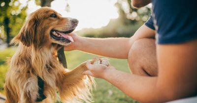 Jillian Wilson - Of A - 6 Signs Of A Happy Dog, According To Veterinarians - huffpost.com - New York