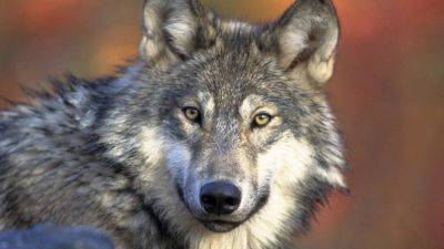 SCOTT BAUER - Wisconsin judge dismisses lawsuit challenging state’s new wolf management plan - apnews.com - Madison, state Wisconsin - state Wisconsin - city Milwaukee - county Dane