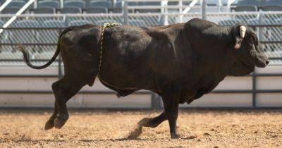 Rodeo Bull Hops Fence At Oregon Arena, Injures 3 - huffpost.com - state Oregon
