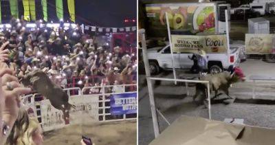 Sarah Do Couto - Shocking video captures rodeo bull jumping fence, tossing spectator - globalnews.ca