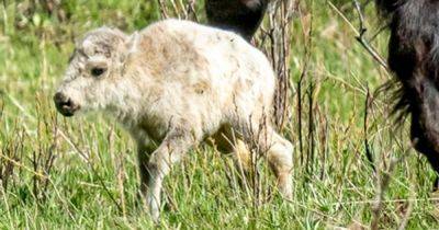 Reported Birth Of Rare White Buffalo Calf In Yellowstone Park Fulfills Lakota Prophecy
