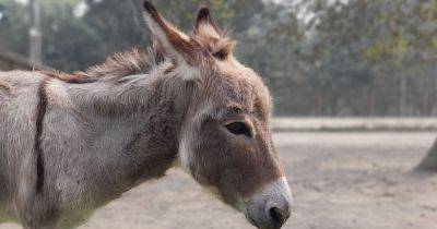 Hilary Hanson - Lost Donkey Seen Living With Elk Herd 5 Years Later: 'Living His Best Life' - huffpost.com - state California - city Sacramento