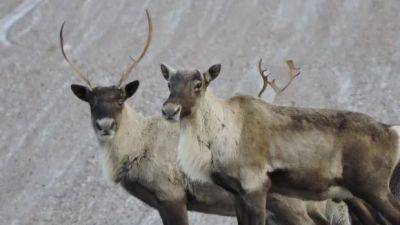 Environment minister calls for emergency decree to protect Quebec caribou from 'imminent threat'