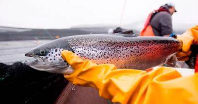 Justin Trudeau - Jonathan Wilkinson - Ottawa delays phase-out of open ocean salmon farms to 2029 - globalnews.ca - Britain - state Washington - city Ottawa - city Columbia, Britain - city Vancouver