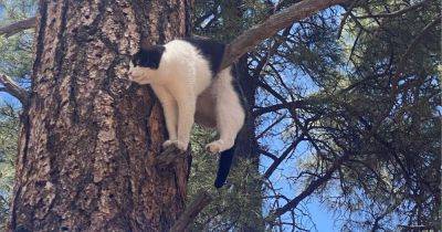 Hilary Hanson - Cat Rescued From Perilous Position At Grand Canyon National Park - huffpost.com - state Arizona - county Park