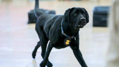 Ryan Lucas - These best boys and girls just graduated from the ATF's National Canine Academy - npr.org