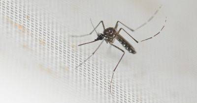 CDC Warns Of Rising Cases Of Dengue In The U.S. Amid Global Surge