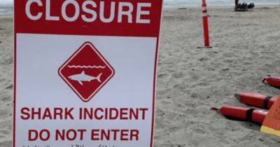 Graeme Demianyk - Man Survives Shark Attack In California During Group Swim - huffpost.com - state California - state Florida - county San Diego
