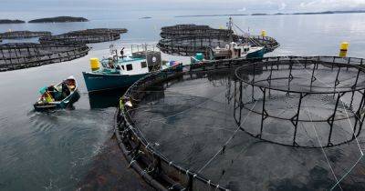 Salmon-Farming Giant Faces Billion-Dollar Lawsuit