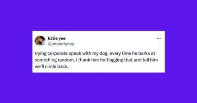 Elyse Wanshel - 25 Of The Funniest Tweets About Cats And Dogs This Week (June 1-7) - huffpost.com