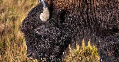 Elderly Woman Gored By Bison In Yellowstone National Park