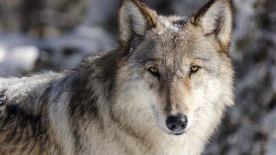 Action - Groups sue to restore endangered species protection for US northern Rockies wolves - apnews.com - Usa - state Montana - state Wyoming