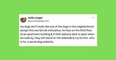 Elyse Wanshel - 26 Of The Funniest Tweets About Cats And Dogs This Week (July 6-12) - huffpost.com