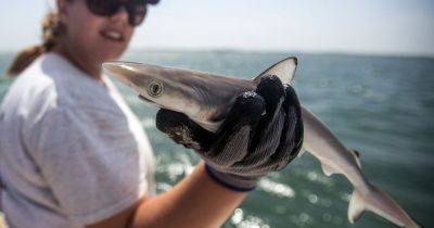 Kelby Vera - Cocaine Found In Sharks Leaves Scientists 'Dumbfounded' - huffpost.com - New York - Brazil - city Rio De Janeiro