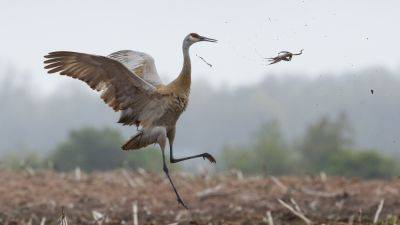 Committee studying how to control Wisconsin sandhill cranes
