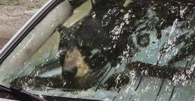Black Bear And Cub Destroy Car After Getting Trapped Inside