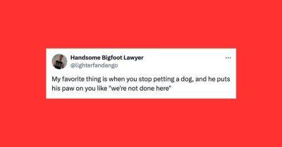 26 Of The Funniest Tweets About Cats And Dogs This Week (July 20-26)