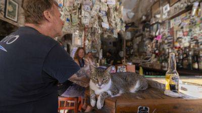 At these locations around the world, cats are the star