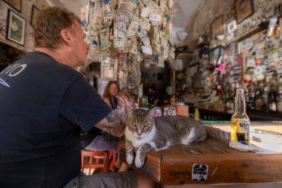A cat's the star at these venues around the world, from museums to bars to government offices
