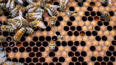 Beekeepers say new N.S. funding program not enough to recoup massive hive loss