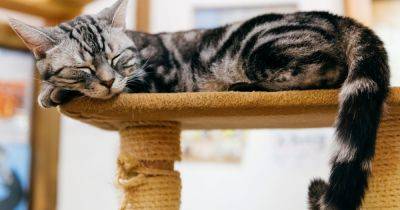 Cat Trees Are Actually Really Important For Cats' Well-Being, According To A Behaviorist