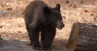 Hilary Hanson - Bear Spotted Inside School, Sniffing Around Classroom Of Teacher Named Salmon - huffpost.com - state California - county Pine