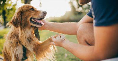 Jillian Wilson - 6 Signs Of A Happy Dog, According To Veterinarians - huffpost.com - New York