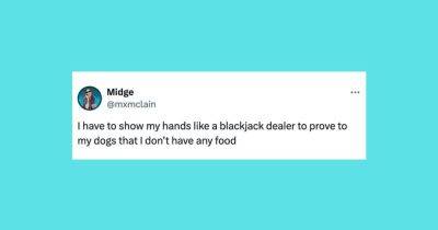 Elyse Wanshel - 27 Of The Funniest Tweets About Cats And Dogs This Week (Aug. 10-16) - huffpost.com