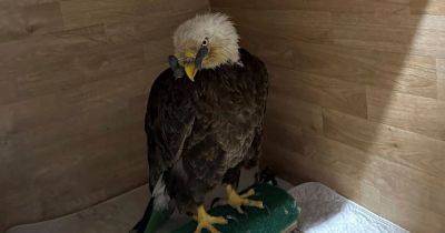 Missouri Care Team Hopes To Save Bald Eagle That Was Shot In The Beak - huffpost.com - state Missouri - county Park - county Valley - county St. Louis - city Sanctuary