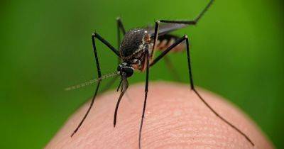 Jillian Wilson - A Rare Mosquito-Borne Illness Is On The Rise. Here's What To Know. - huffpost.com - state New Hampshire - state Massachusets - city Boston - state Vermont - city Baltimore