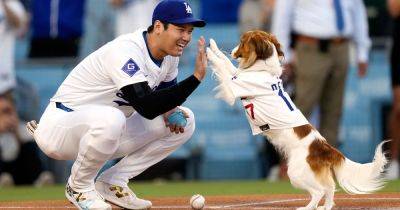 Shohei Ohtani - Shohei Ohtani's Dog 'Throwing Out' First Pitch Might Be The Cutest Thing Ever - huffpost.com - Japan - Los Angeles - city Baltimore