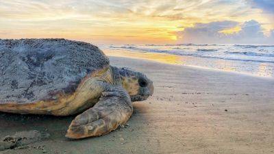 Ed Markey - Patrick Whittle - Action - Sea turtles strandings have increased dramatically. Congress might create a fund to bail them out - apnews.com - state Maine - city Portland, state Maine - state Massachusets