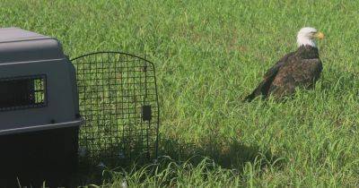 Bald Eagle Feared Injured Deemed Simply 'Too Fat To Fly'