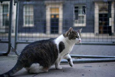 Joe Biden - Donald Trump - Kamala Harris - Keir Starmer - David Maddox - Starmer ducks Trump cats and dogs row but promises photo of new Downing Street kitten - independent.co.uk - Usa - Ukraine - Britain - state Ohio - county White - Germany - city Springfield, state Ohio