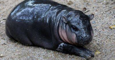 A Baby Hippo Is Taking The World By Storm — But Not Everyone Is Being Nice To Her