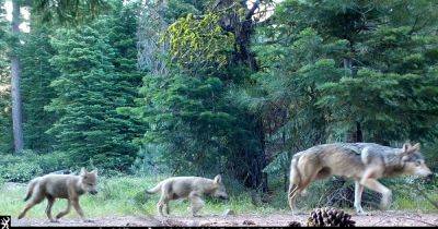 Biden Administration Is Trying To Eliminate Protections For Gray Wolves