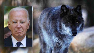 Trump - Aubrie Spady - Fox - Biden admin moves to reinstate Trump-era rule, delist gray wolves from endangered species list - foxnews.com - state Colorado - Washington - state Minnesota - county Will - San Francisco