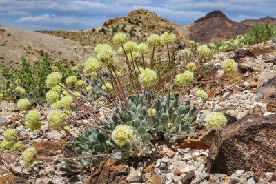 US agency review says Nevada lithium mine can co-exist with endangered flower - independent.co.uk - Usa - state California - state Nevada - county Reno - Australia - city Las Vegas