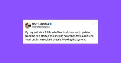 Elyse Wanshel - 22 Of The Funniest Tweets About Cats And Dogs This Week (Sept. 21-27) - huffpost.com