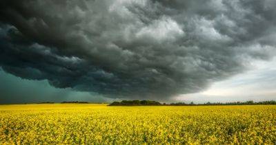 Canola farmers say China retaliatory probe ‘one more thing’ to worry about