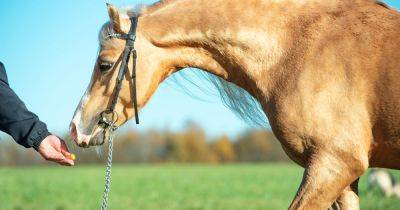 Feed Supplier Takes Blame For Dozens Of Horse Deaths In Oklahoma