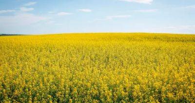 Canada’s canola sector may see ‘billion-dollar hit’ in China probe: report